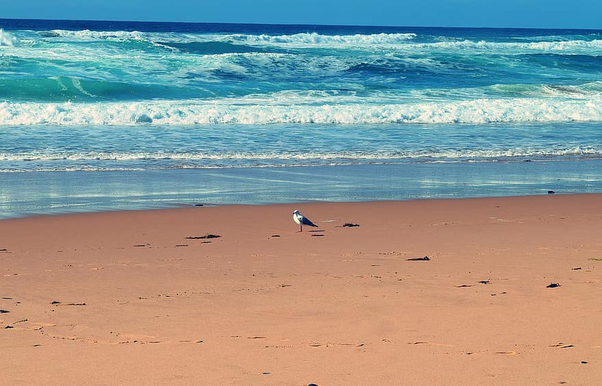 mòng biển, bờ biển, đại dương, màu xanh da trời, màu xanh lá, sóng, người cô đơn, cát, Lone Seagull, hải âu, chim
