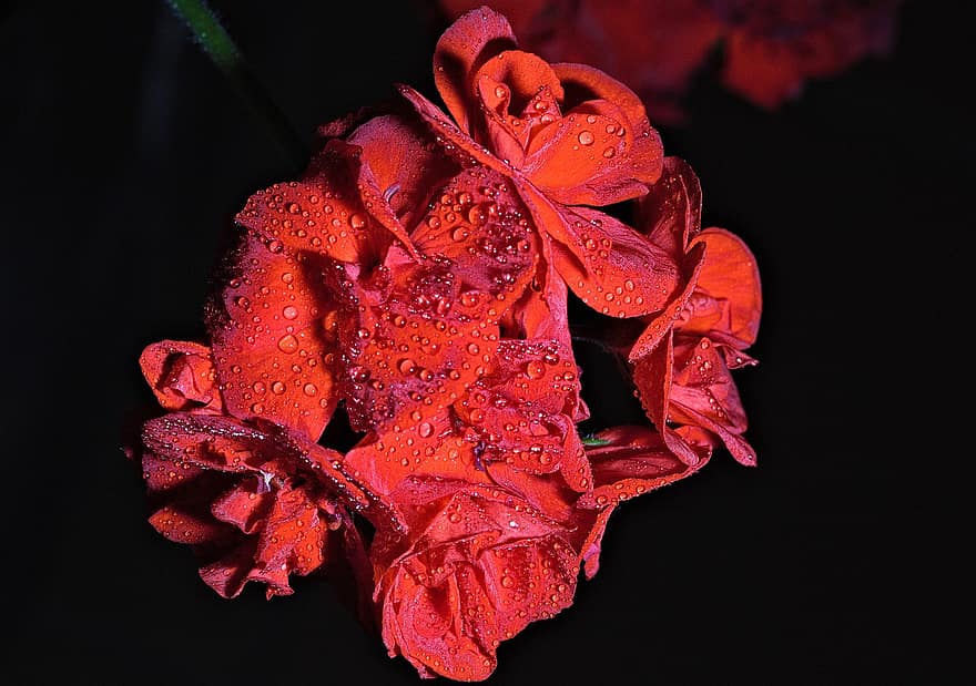 pelargónie, květ, rostlina, červená květina, mokré, kapky vody, okvětní lístky, flóra, Příroda, detailní, detail
