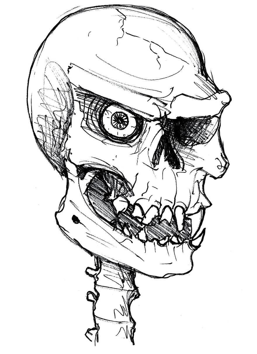 kranium, skelet, uhyggelig, halloween, skitse, tegning, knogle
