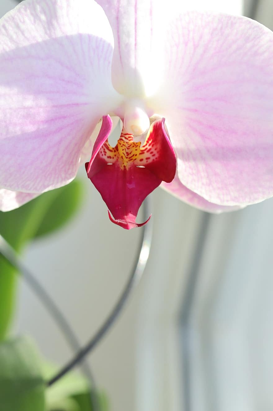 orquídea, flor, flor rosa, pétalos, pétalos de rosa, floración, planta, naturaleza