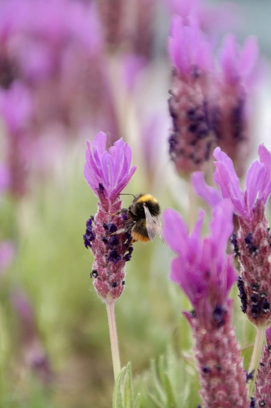 lavender, bunga, serangga, hummel, alam, bunga lavender, ungu, mekar, berkembang, bau, flora