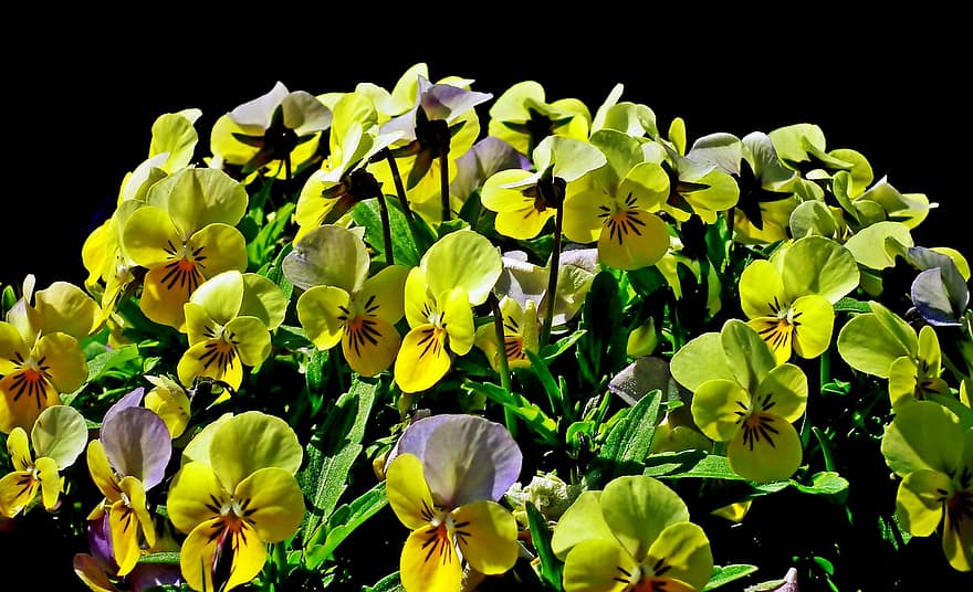 теменуги, цветя, градина, жълти цветя, листенца, жълти венчелистчета, разцвет, цвят, флора, растения, зелен цвят
