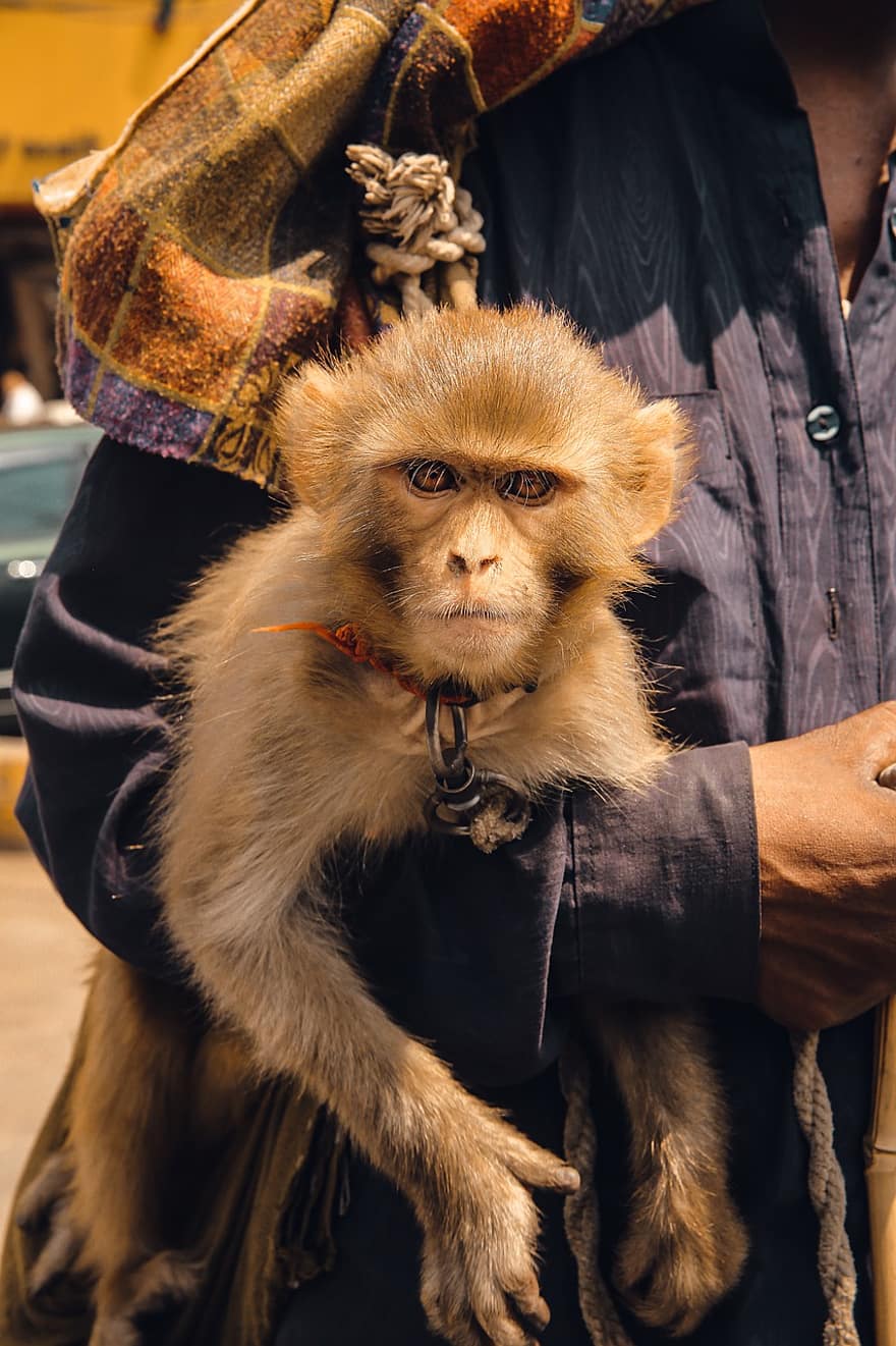 apina, lemmikki-, eläin, kädellinen, katu, kaupunki, Lahore, söpö, eläimiä, lähikuva, lemmikit