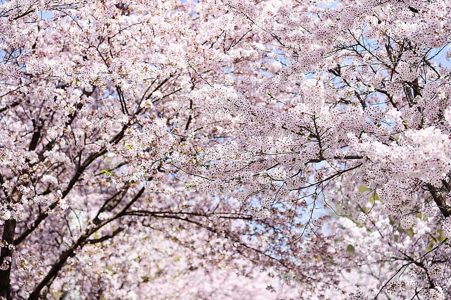 Flors de cirerer, flors, Corea, primavera, abril, botànica, arbres, arbre, flor, color rosa, flor de cirerer