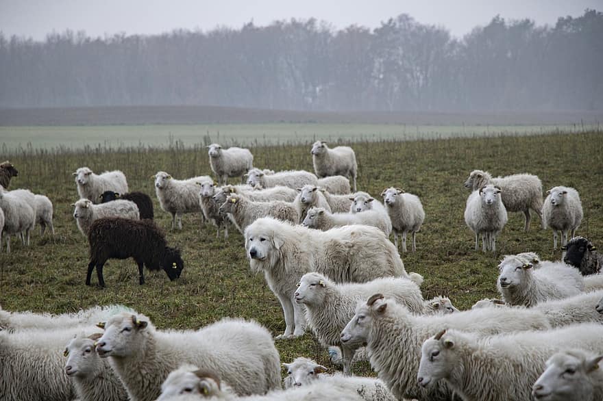 овцы, стадо, животные, домашний скот, трава, шерсть, мир животных, луг, поле