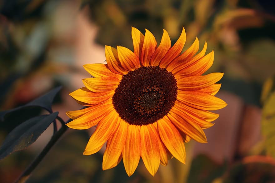 Sunflower, Blossom, Yellow Flower, Bloom, Yellow Petals, Flower, Petals, Flora, Floriculture, Horticulture, Botany