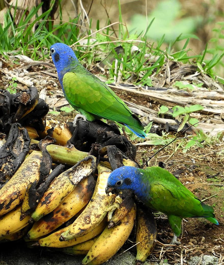 papegøyer, fugler, bananer, spiser, frukt, dyr, fjær, fjærdrakt, nebb, regning, fugletitting