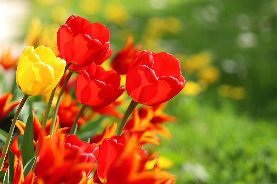 virág, tulipán, izzók, kertek, tavaszi, évszaki, virágzás, virágzik, szirmok, növekedés, nyári