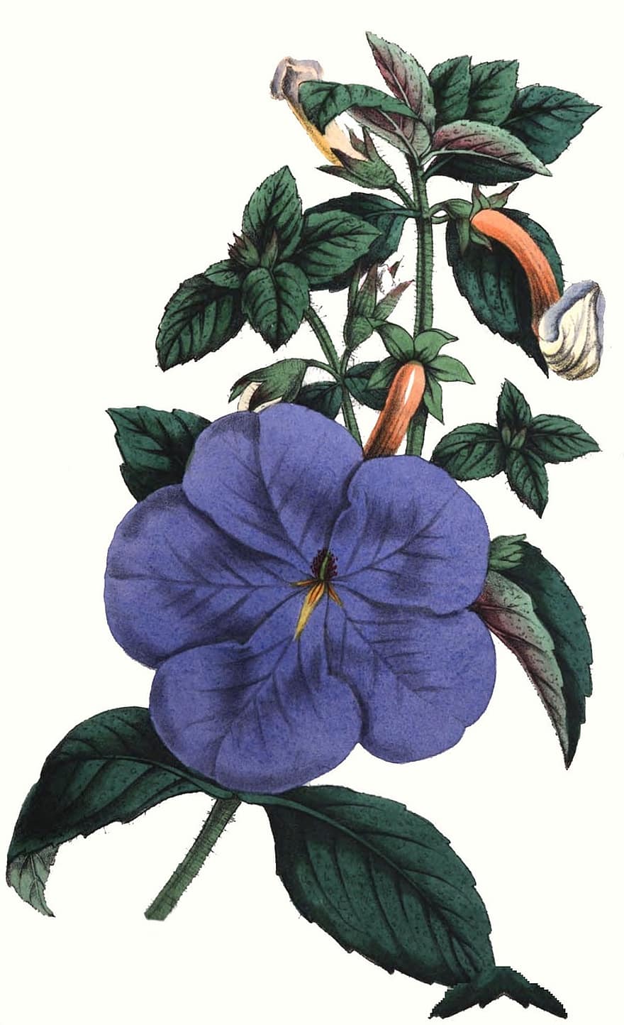 Kupidono lankas, gėlė, pobūdį, flora, botanika