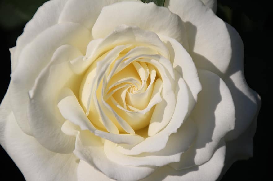 rózsa, fehér, virágzás