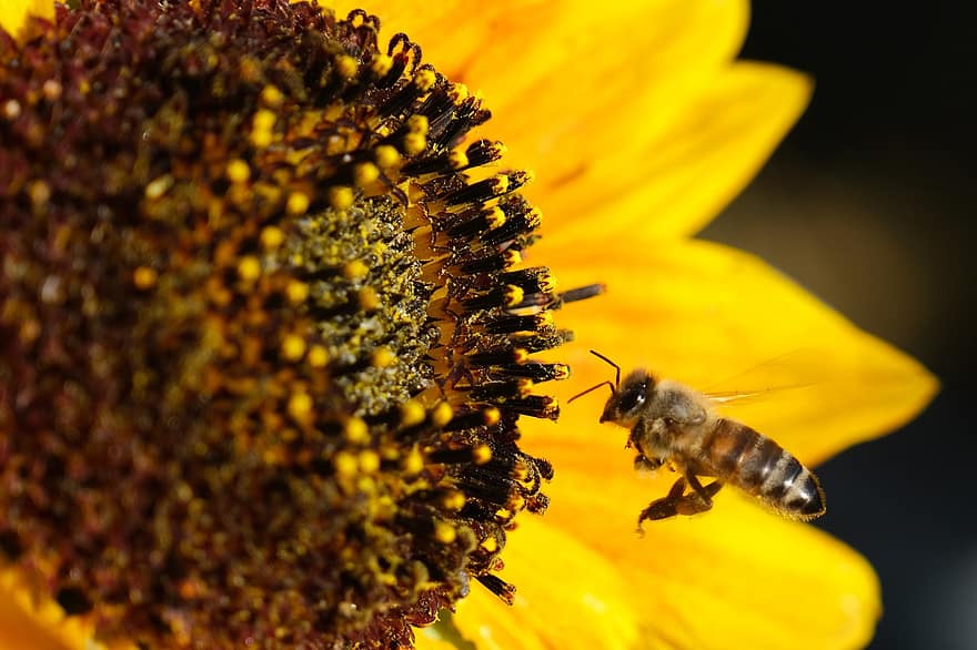 bi, insekt, pollinera, gul, natur, närbild, makro, blomma, pollinering, pollen, honung