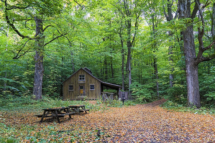 Cottage, alberi, foresta, cabina, boschi, sottobosco, foglie cadute, tavoli di legno, panche di legno, strutture in legno, Casa