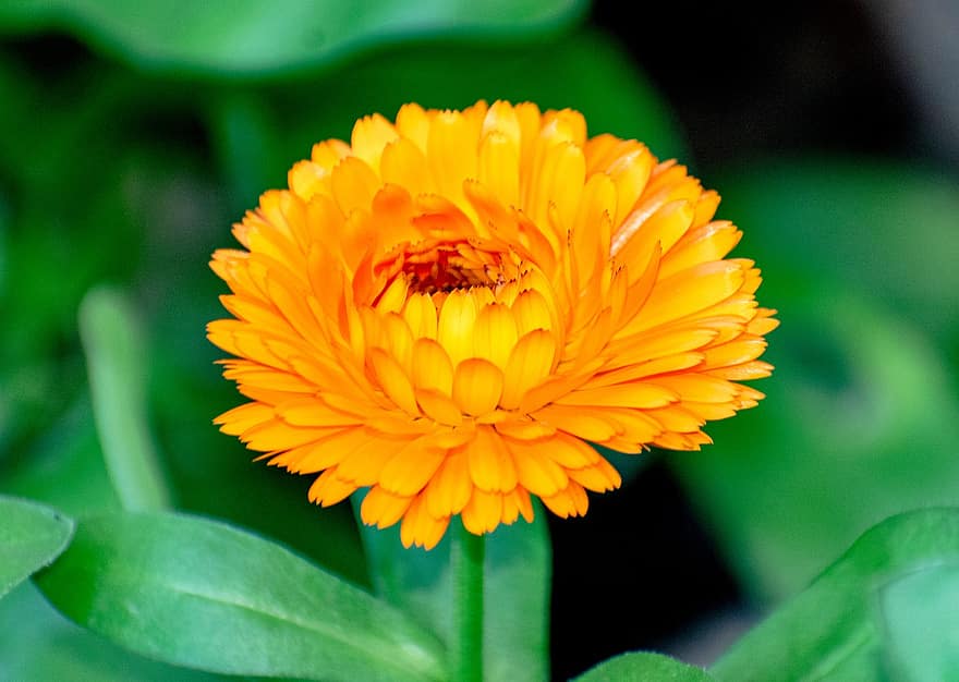 Pot Marigold, Flower, Plant, Marigold, Petals, Bloom, Nature
