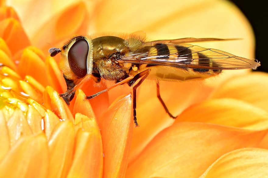 sveveflyv, insekt, pollinering, entomologi, blomst, makro, blomstre, nærbilde, gul, Bie, sommer