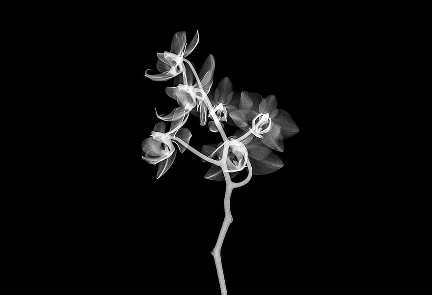 Röntgen, radiologisch, Technologie, Radiologie, Scan, Kunst, transparent, Blume, Orchidee, Blumen-, blühen
