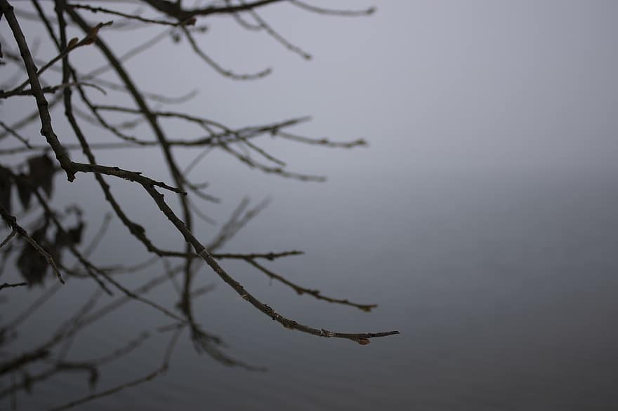 madera, niebla, lago, junto al lago, naturaleza, frío, pescar, árbol, rama, hoja, temporada