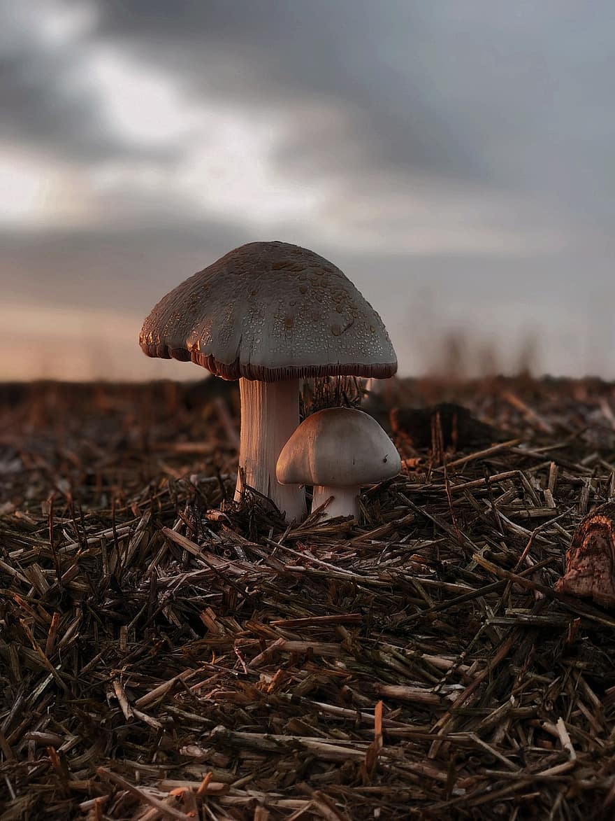 гриби, грибки, природи