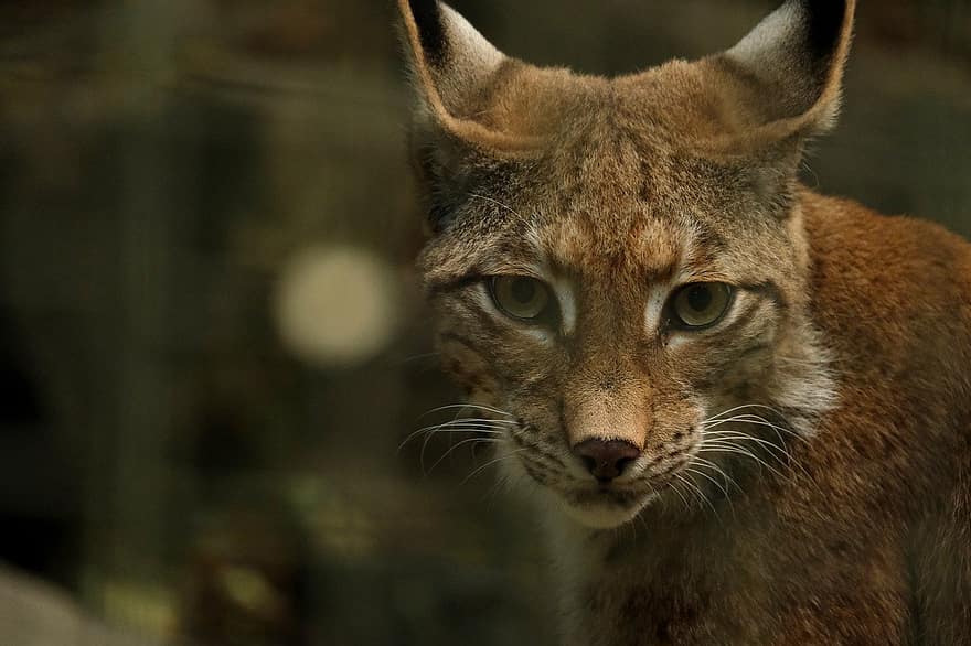 Lynx, animal, prédateur, lynx européen, chat sauvage, carnivores, tête, zoo, Chats de famille