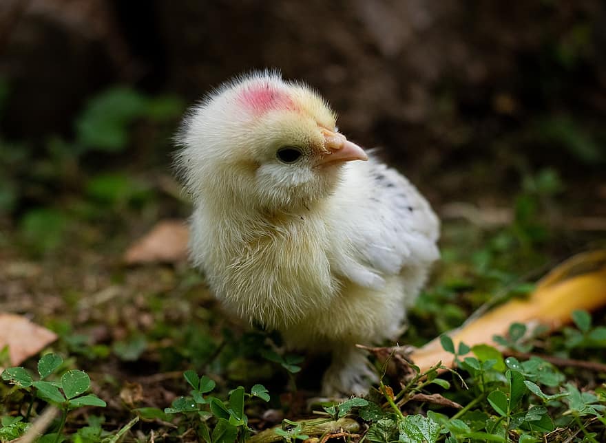 πτηνά, νεοσσός, κοτόπουλο, πουλί, αγρόκτημα, ράμφος, γρασίδι, κίτρινος, χαριτωμένος, ζώα, κοτόπουλο μωρό