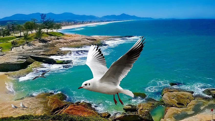 playa, orla, litoral, naturaleza, pájaro, beira mar, agua salada, olas, Oceano, agua, Brasil