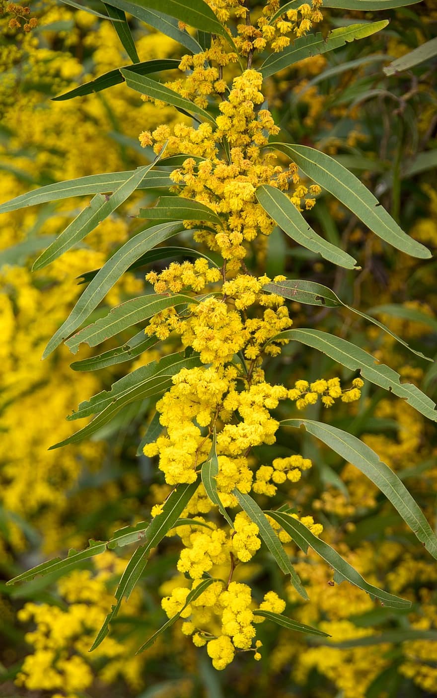 akacia, flätverk, blommor, pollen, gul, fluffig, australiensisk infödd, pixabay