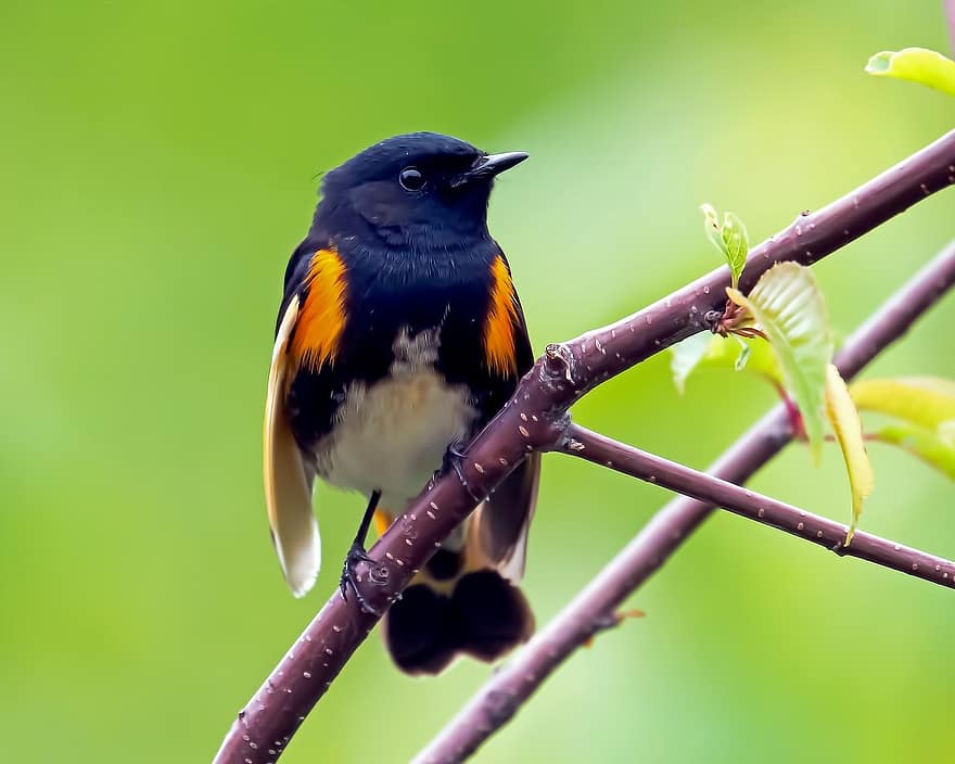 Bird, American Redstart, Warbler, Ornithology, Species, Fauna, Avian, Animal, Wildlife, Beak, branch