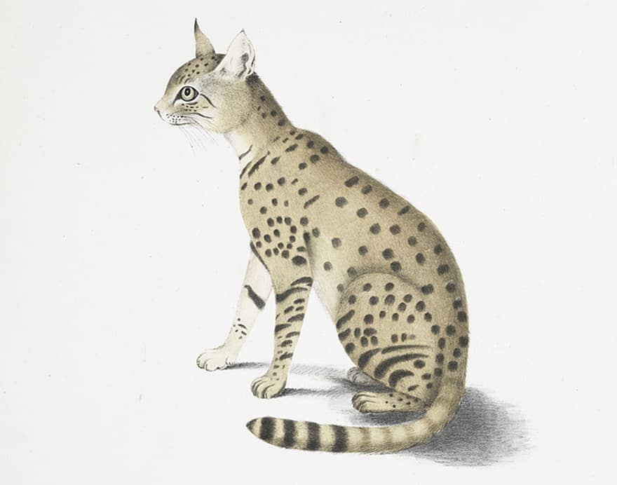 Aziatische wilde kat, Felis Ornata, Aziatische steppewildcat, Indiase woestijnkat, katten zitten, tekening, dieren, schetsen, handtekening