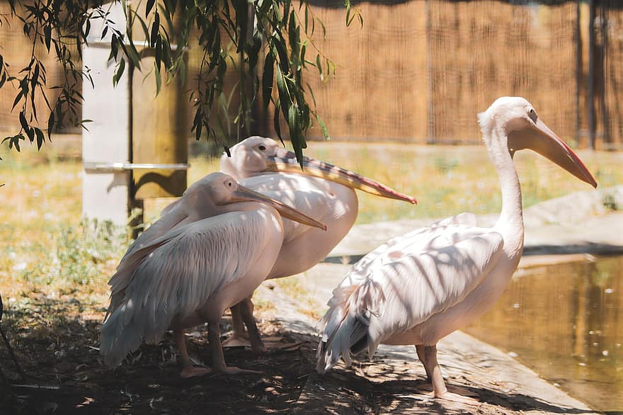 velký bílý pelikán, pelikány, ptáků, zobák, peří, ptačí, ornitologie