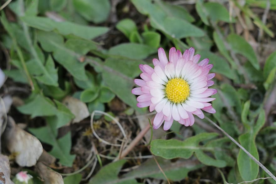 bunga aster, bunga, bunga merah muda, kelopak, kelopak merah muda, berkembang, mekar, flora, menanam