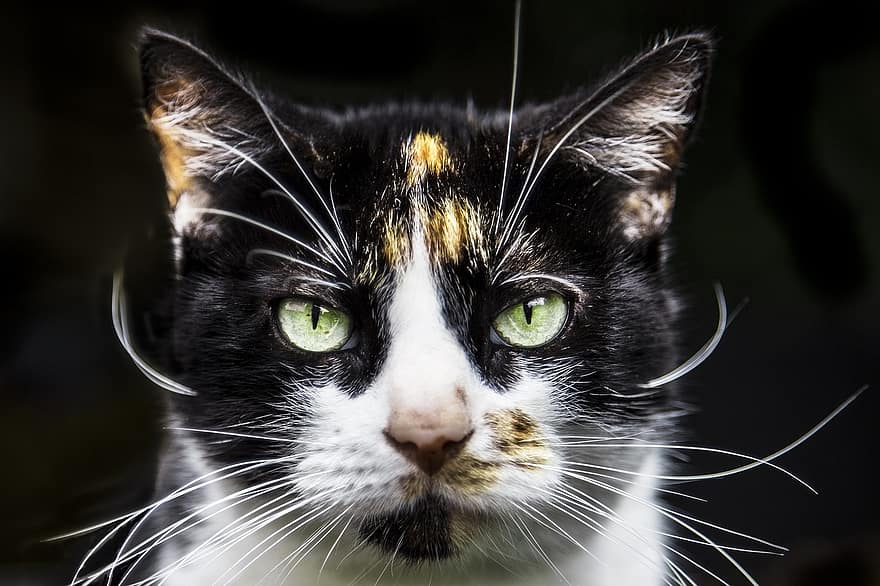 pisică, felin, ochii pisicii, portret de pisica, mustati, tabinet, Kitty, animal de companie, animal, drăguţ