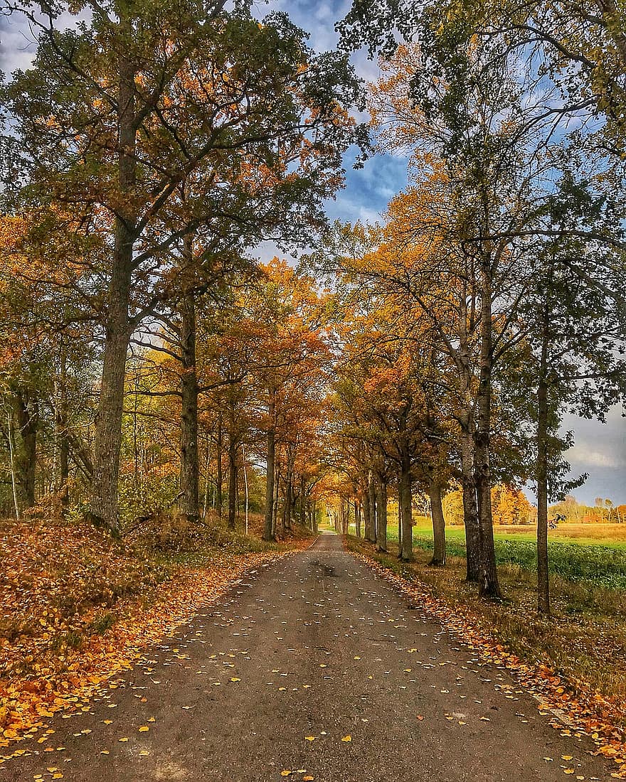 natureza, arvores, outono, caminho, estrada, campo, ao ar livre, floresta, amarelo, árvore, folha