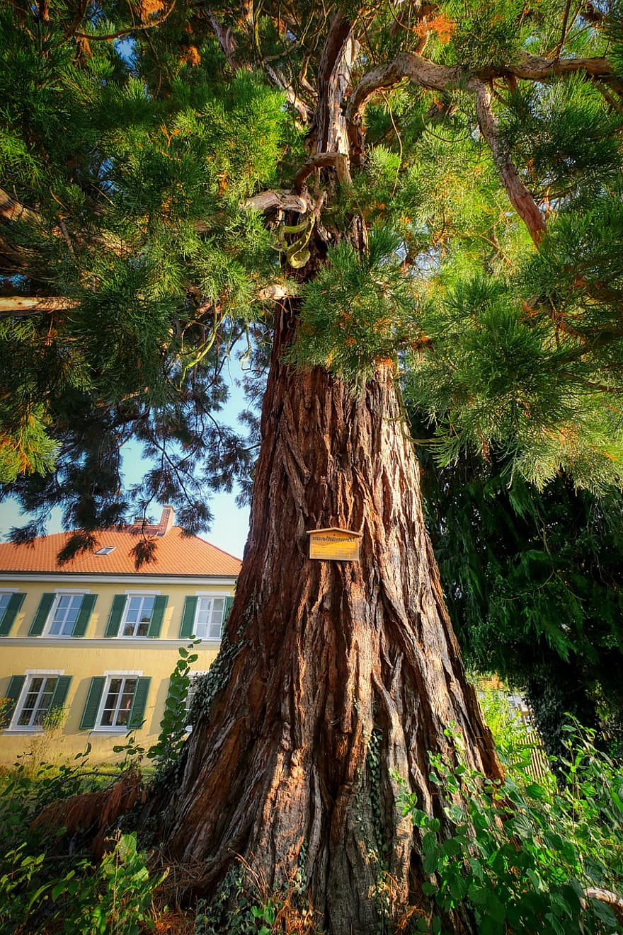 sequoia, albero, abbaiare, tronco, grande albero, corteccia di albero, tronco d'albero, vecchio albero, ceppo, legna, natura