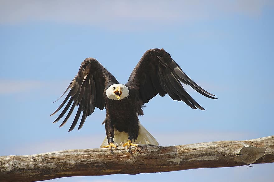 águila, Adler, plumas, alas, pico, depredador, animal, raptor, águila de cola blanca, naturaleza, cielo