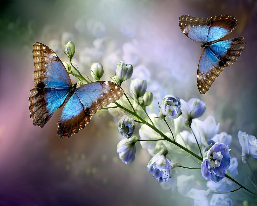 kvetoucí, motýlů, hmyz, Příroda