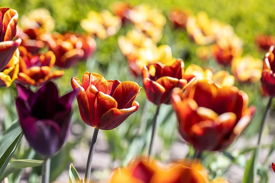 tulipani, fiori, flora, botanica, campo, prato, giardino, fiorire, fioritura, colorato, primavera