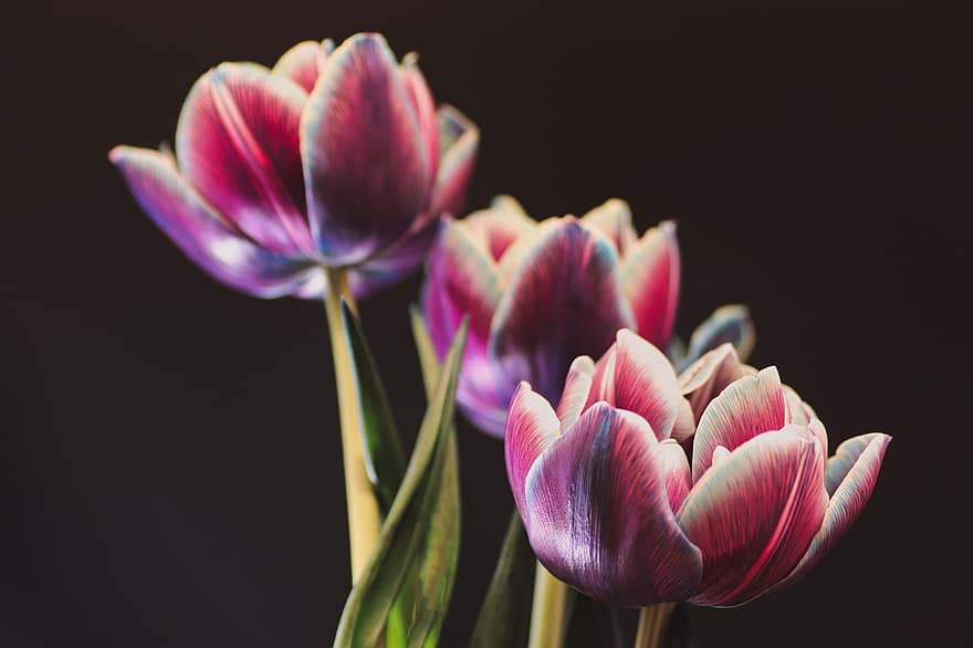 flor, tulipes, primavera, florir, decoració, flora, estacional, planta, cap de flor, pètal, tulipa