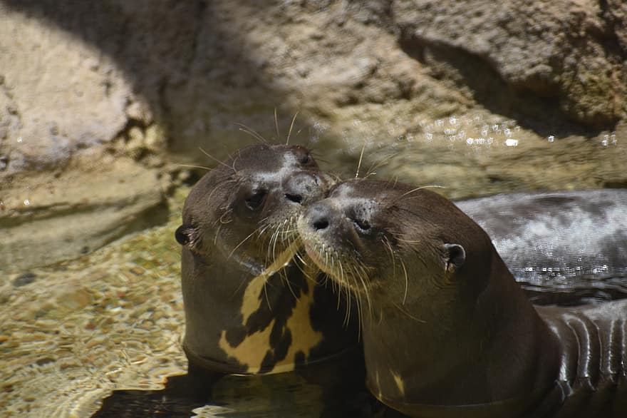 River Otters, Animals, Mating, Otters, Wildlife, Mammals, Lake, Pond, Nature, Habitat, Clear Water