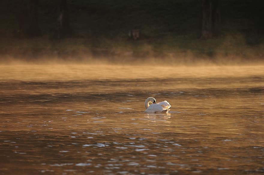 Swan, River, Dawn, Mute Swan, Water, Sunrise, Morning, Fog, Mist, Bird, Waterfowl