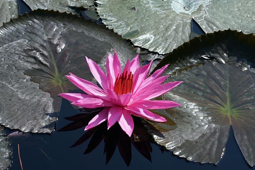 Water Lily, Pond, Lily Pads, Flower, Pink Flower, Petals, Pink Petals, Bloom, Blossom, Nature, Flora