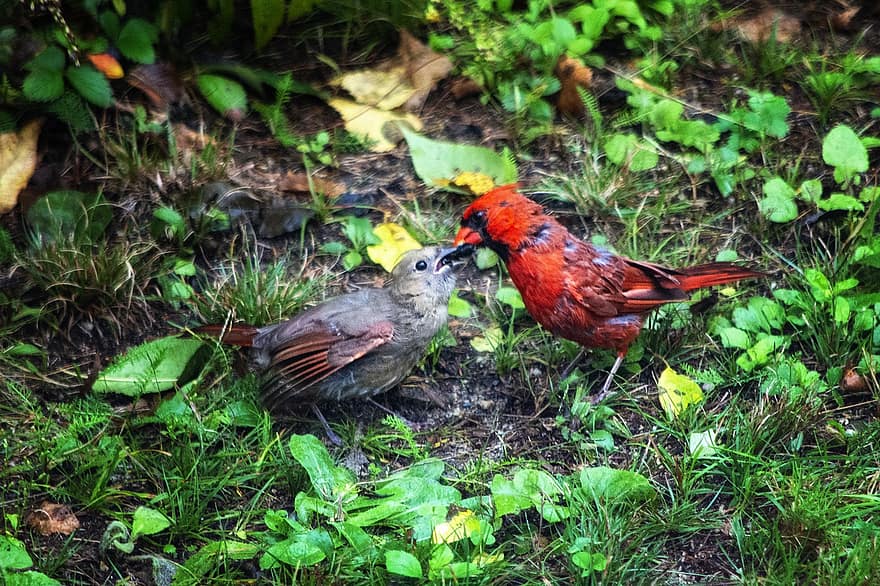 cardinali, uccelli, coppia, Alimentazione del compagno, corteggiamento, natura, uccello maschio, uccello femmina