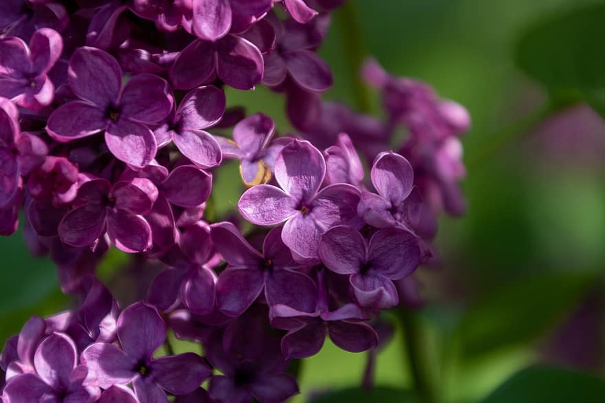 酸、花、春、ナチュラル、咲く、紫の