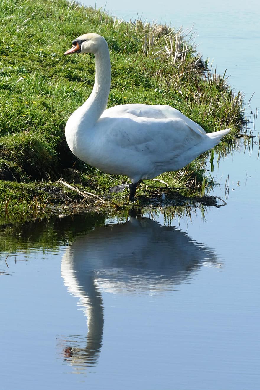 Swan, Bird, Lake, Waterfowl, Water Bird, Aquatic Bird, Animal, Plumage, Ditch, Nature, Water