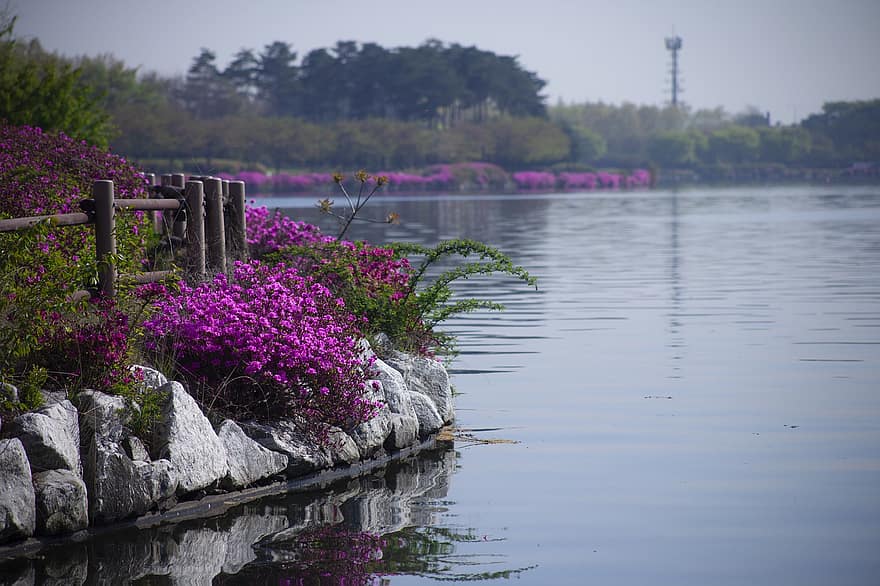 lago, parco, azalee, fiori, fiori viola, primavera, fiori di azalea, acqua, riflessione, riflesso d'acqua