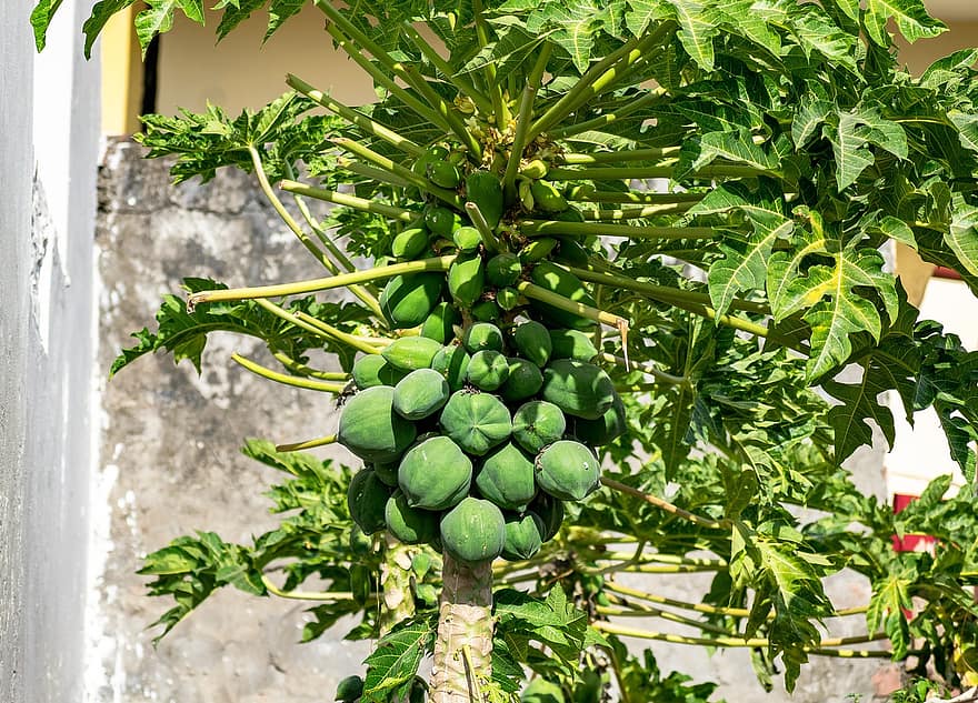 Papaya-Pflanze, Papaya, Früchte, Unreife Papayas, Blatt, Pflanze, Frische, grüne Farbe, Wachstum, Landwirtschaft, organisch