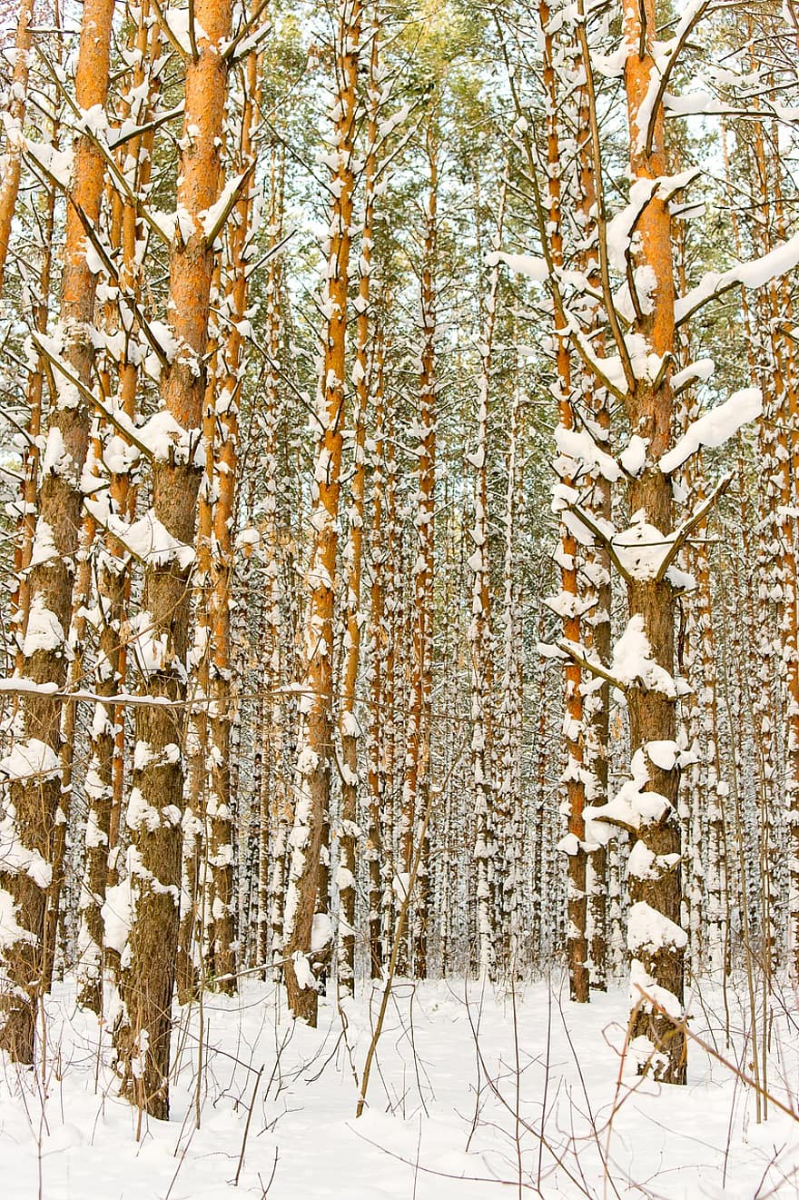 talvi-, metsä, Siperia, maisema, luonto, lumi, mäntymetsässä, puu, kausi, haara, päivä