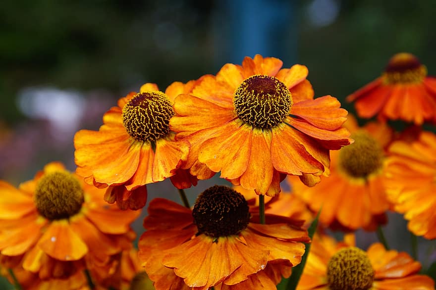 Helenium autumnale, fiori, piante, fiori d'arancio, petali, fioritura, natura