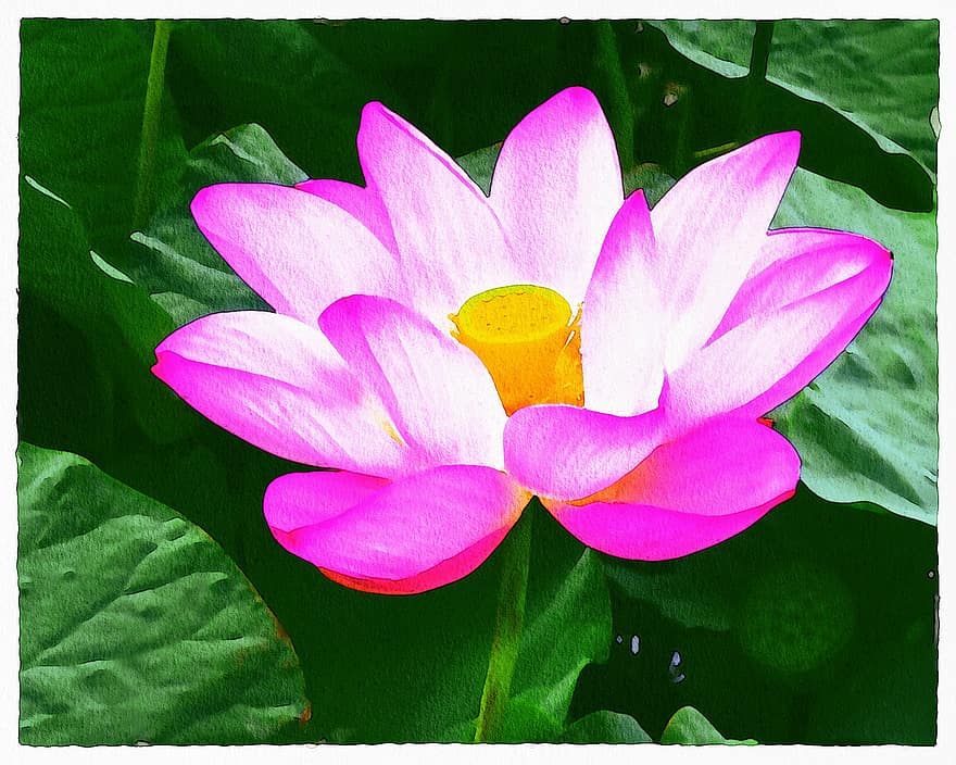 Lotus-Aquarell-Malerei, Lotus, Aquarell, Sammelalbum, Malerei, Rand, Blumen-, Rosa, Blätter, Natur, Dekoration