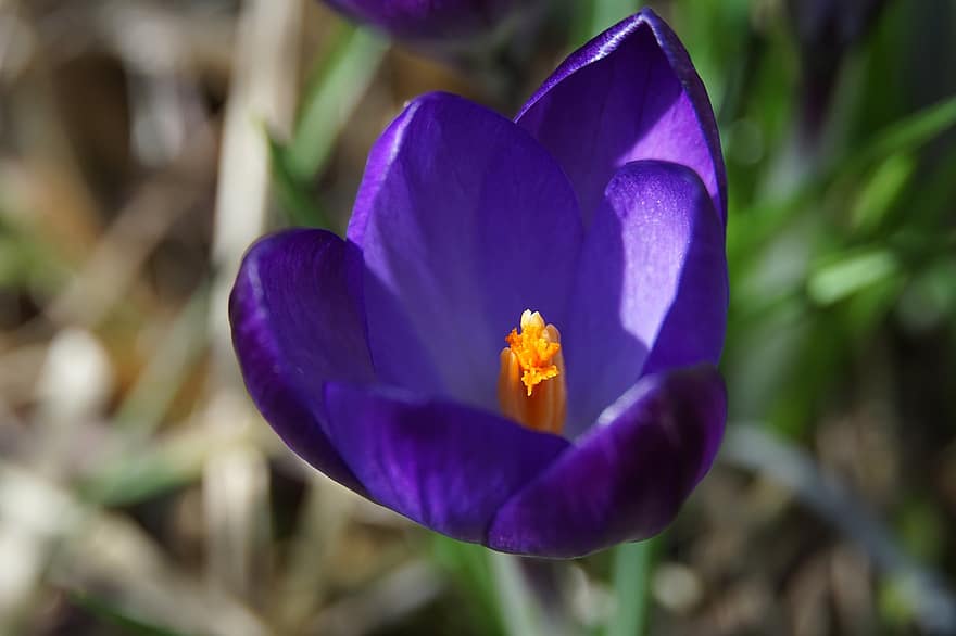 azafrán, flor, Flor violeta, pétalos, Pétalos violetas, floración, flor de primavera, naturaleza, planta, cabeza de flor, de cerca