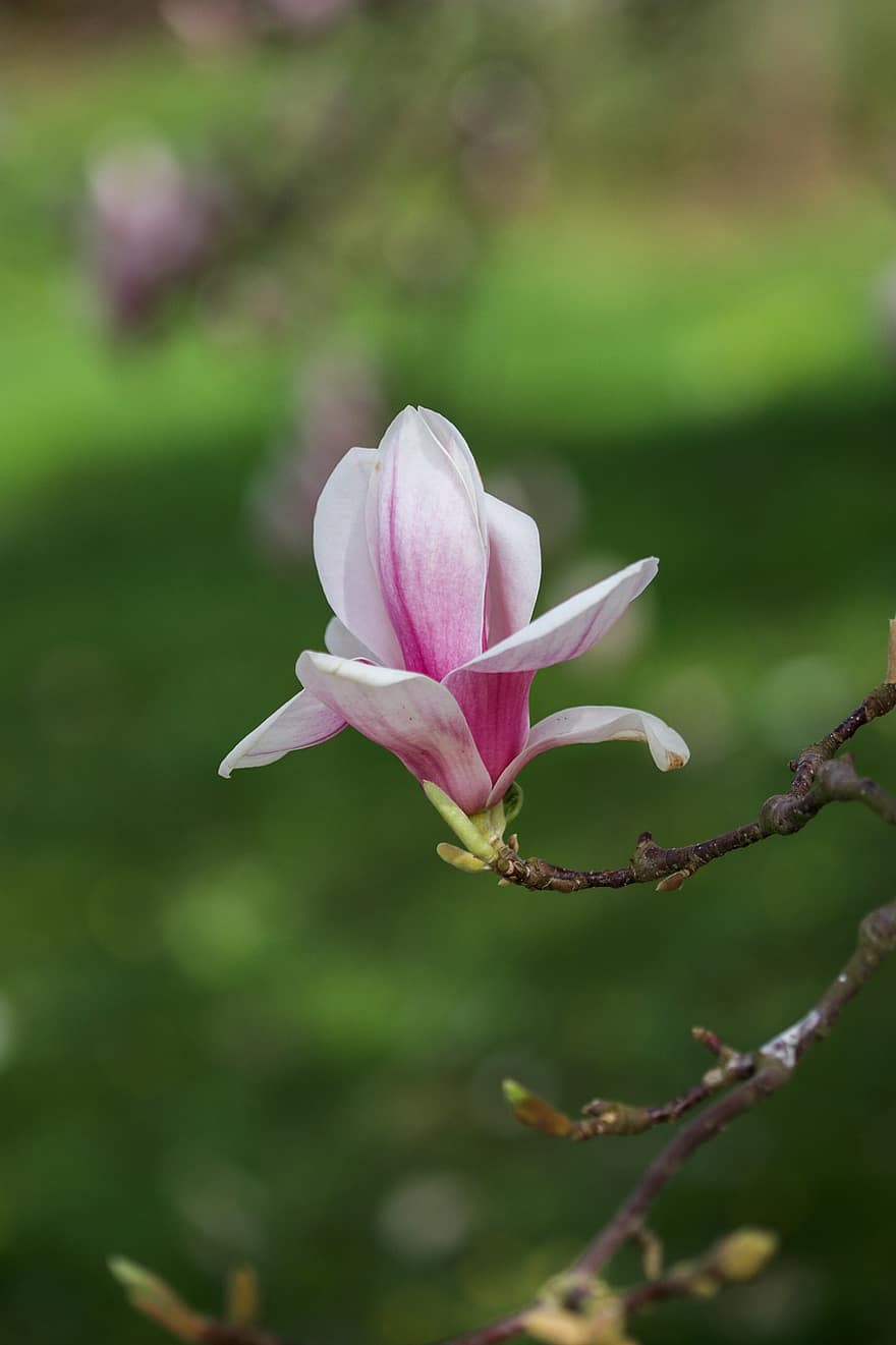 blomst, magnolia, natur, tre, vår, botanikk, blomstre, petals, vekst, anlegg, nærbilde
