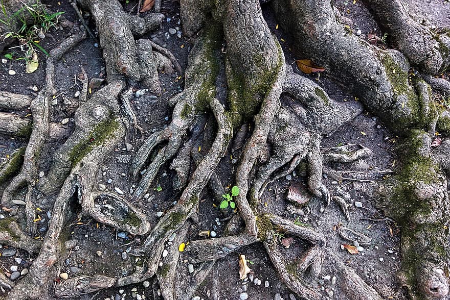 korzenie, ziemia, drzewo